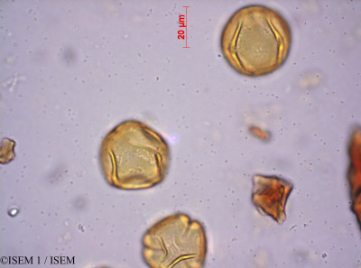 ISEM 1/Carissa_bispinosa_4397/Carissa_bispinosa_4397_0001(copy)_thumb.jpg